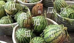 娱乐最新吃瓜,明星大事件揭秘！